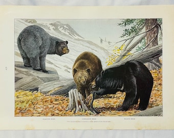 Black Cinnamon Glacier Bears 3 Louis Agassiz Fuertes Vintage Print 1918 Wildlife Art