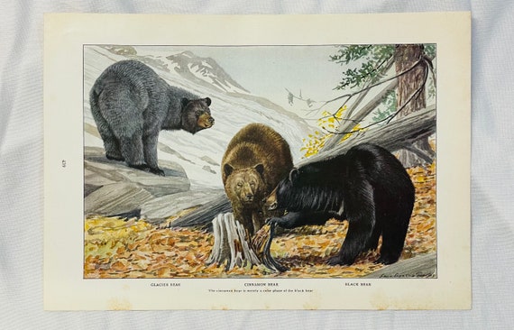 〜50s BLACK BEAR クルーザージャケット Black Cinnamon Glacier Bears 3 Louis Agassiz Fuertes Vintage Print
