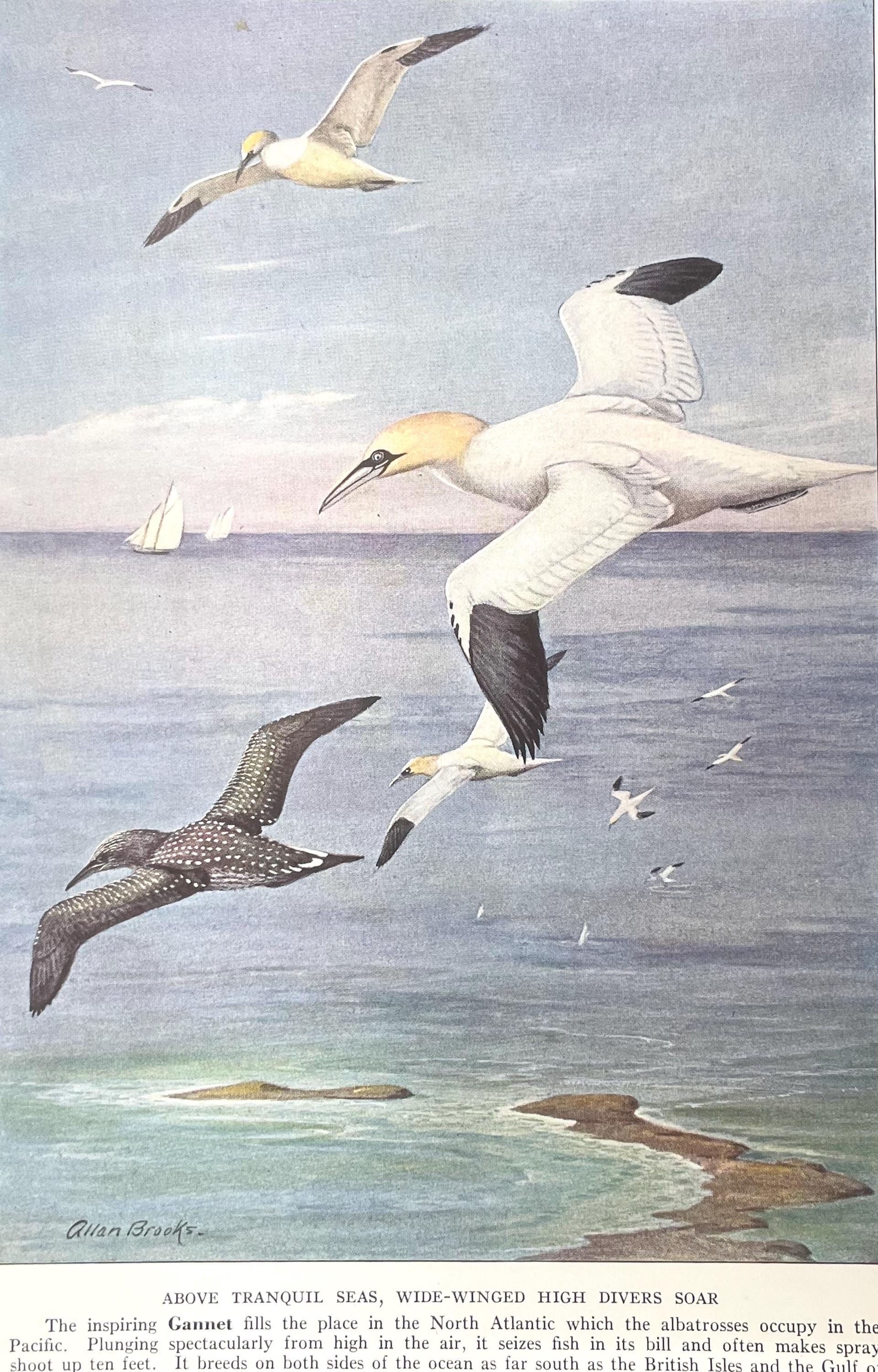 絵画　鳥　海 GANNET アラン・ブルックス 1937年 版画 カラーイラスト 鳥 海 帆船