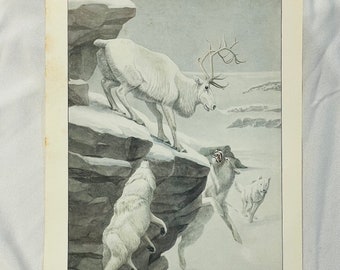 Peary Caribou & Artic Wolf Louis Agassiz Fuertes Vintage Print 1918 Wildlife Art