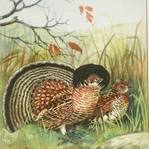 ROSENTHAL 1926 Vintage R.E. TODHUNTER Vögel Kunstdruck Platte Lithographie