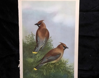 George Miksch Sutton Bird Art Print Cedar Waxwing 1939 Antique Lithograph