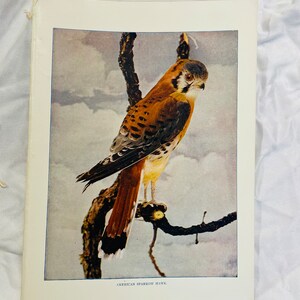 American Sparrow Hawk Neltje Blanchan 1904 Art print color illustration Bird