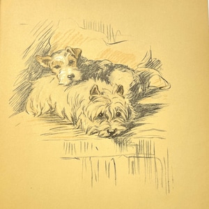 Wirehaired and Cairn Terrier Dogs  Drawing by Lucy Dawson Art Print 1937 Lithograph