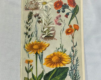 Composites ALPINE PLANTS Daisy Antique Lithograph Botany 1920 Körbchenblütler Daisies