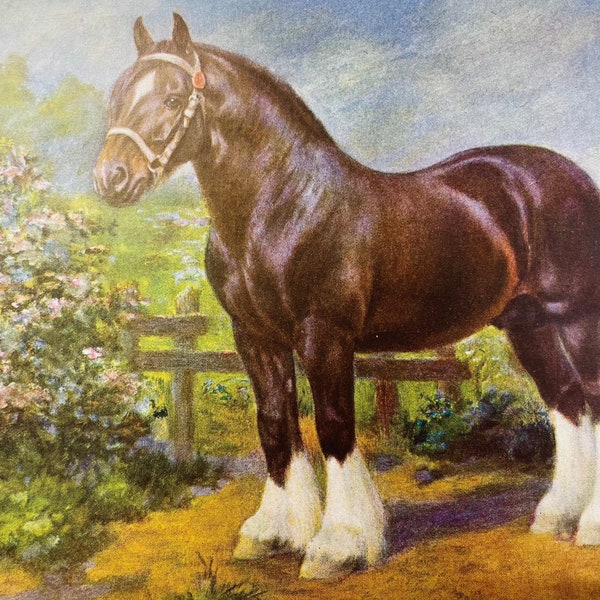 SHIRE Horse by Edward Miner 1923 Antique Illustration Art Print