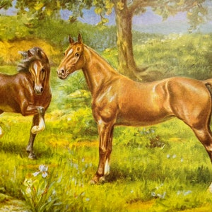 May include: Two brown horses in a grassy field. One horse is standing still while the other is running. The horses are in a field with green grass and a small stream in the background.