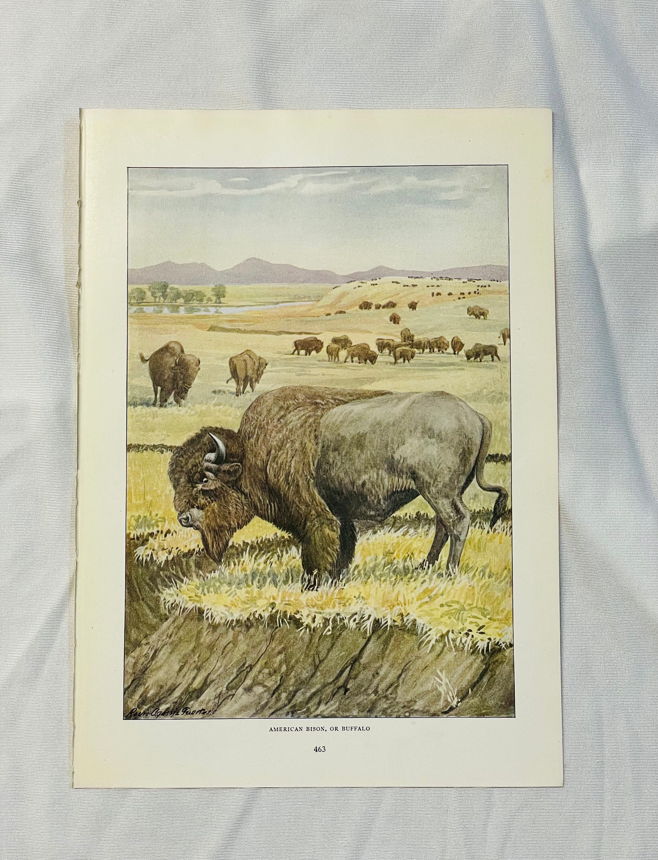 American Bison or Buffalo Louis Agassiz Fuertes Vintage Print 1918