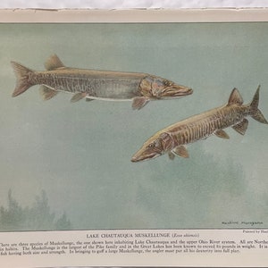 Fish Print Lake Chautauqua Muskellunge PIKE Hashime Murayama 1939 Antique Art MUSKIES