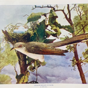 Yellow Billed Cuckoo Neltje Blanchan 1904 Art print color illustration Bird