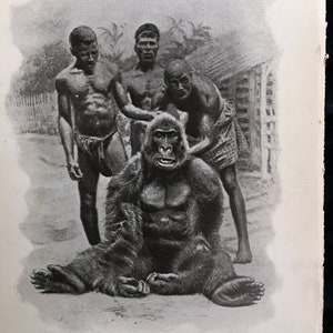 Gorilla 1910 Black White Print Orders of Mammals Antique