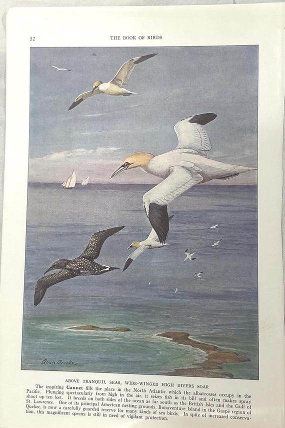 GANNET アラン・ブルックス 1937年 版画 カラーイラスト 鳥 海 帆船