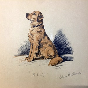 Golden Retriever BILLY Drawing by Lucy Dawson Art Print 1937 Lithograph