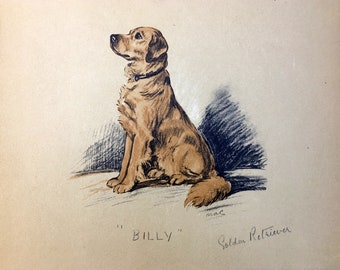 Golden Retriever BILLY Drawing by Lucy Dawson Art Print 1937 Lithograph