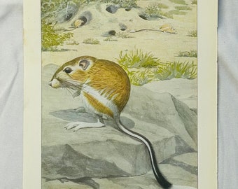 Kangaroo Rat Louis Agassiz Fuertes Vintage Print 1918 Wildlife Art