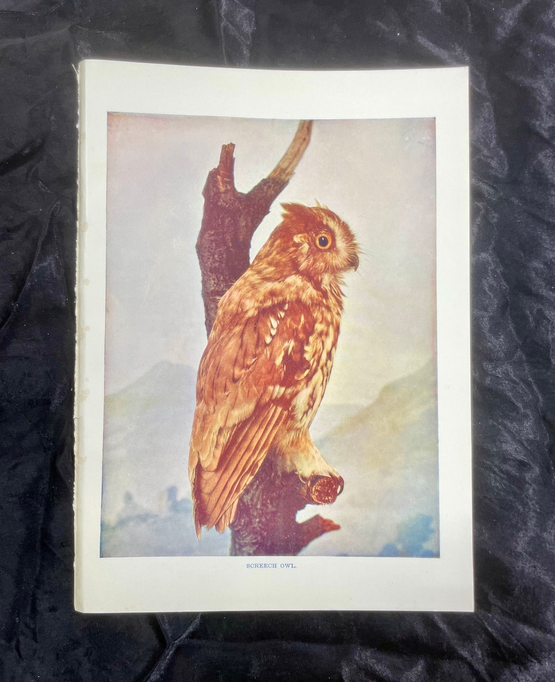 Screech Owl Neltje Blanchan 1904 Art Print Color Illustration Etsy