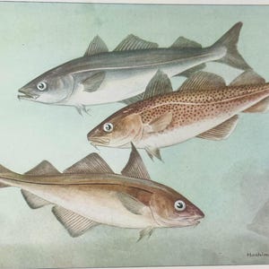 Könnte beinhalten: Eine Illustration von drei Fischen in verschiedenen Farben und Mustern. Der obere Fisch ist grau, der mittlere braun mit Flecken und der untere tanfarben. Die Fische schwimmen vor einem hellblauen Hintergrund.