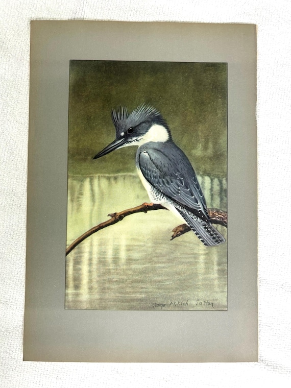 George Miksch Sutton Bird Art Print Kingfisher 1934 Antique