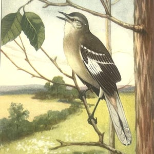 May include: A vintage illustration of a bird perched on a tree branch. The bird has a light gray breast, dark gray back with white markings, and a long tail. The background shows a field and a tree trunk. The artist's signature is visible.