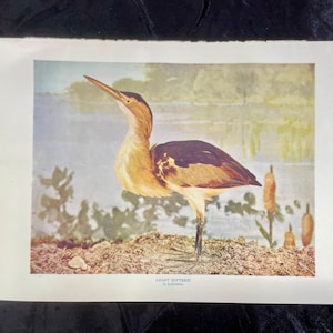 Graureiher Reiher Neltje Blanchan 1904 Kunstdruck color Illustration Vogel
