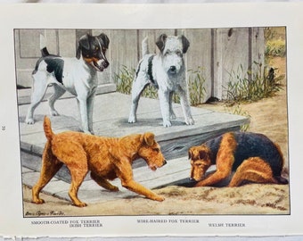 May include: A vintage illustration of three terrier breeds: a smooth-coated fox terrier, a wire-haired fox terrier, and a Welsh terrier. The dogs are depicted in a playful setting, with the smooth-coated fox terrier standing on a wooden porch, the wire-haired fox terrier standing on the porch, and the Welsh terrier digging in the dirt below.