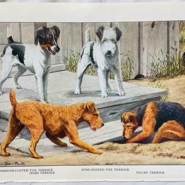 Terrier Hund Druck Irish Terrier Foxterrier Welsh Terrier Louis Agassiz Fuertes 1927 Antik Kunst Illustration