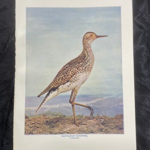 Pode incluir: Uma ilustração vintage de um maçarico-de-Bartram, retratado em tamanho natural, em pé em um terreno arenoso com um céu azul e colinas distantes ao fundo.