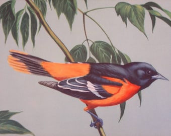 Walter Alois Weber Unframed BIRD Art Print 1933 Color lithograph BALTIMORE ORIOLE