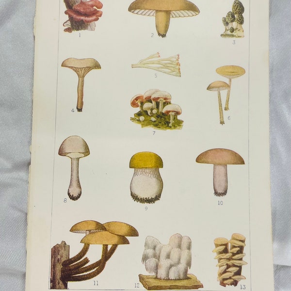 Edible American mushrooms cir 1918 colour illustration