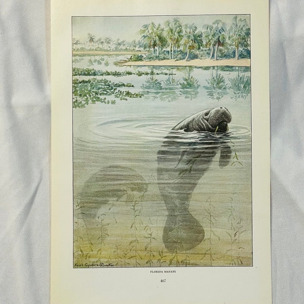 Florida Maniti Louis Agassiz Fuertes Manatee Vintage Print 1930 Wildlife Art