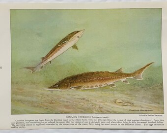 Fish Print Common Sturgeon Hashime Murayama 1924 Antique Art