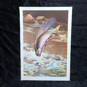 Bob Hines Wildlife Art Print Fish Alaska 1946 Graying Antique Lithograph Free US Shipping