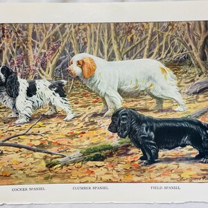 Cocker Clumber & Field Spaniel Louis Agassiz Fuertes 1927 Antique Illustration ARt