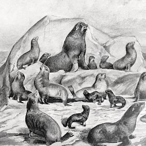 Fur Seals 1910 Black White Print Orders of Mammals Antique Art Pribilof Islands