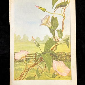 May include: Vintage botanical illustration of morning glory flowers, featuring delicate pink and white blooms, green leaves, and winding vines. The artwork includes a fence and a field, with the text "MORNING-GLORY - Convolvulus sepium".