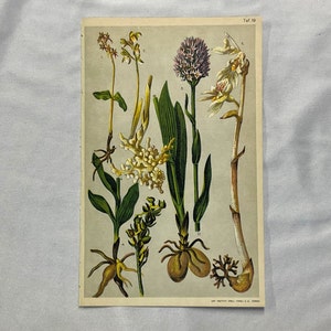 ORCHIDS 5 ALPINE PLANTS Antique Lithograph Botany 1920