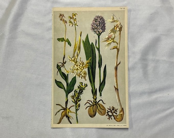 ORCHIDS 5 ALPINE PLANTS Antique Lithograph Botany 1920