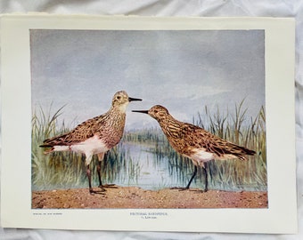 Pectoral Sandpiper Bird Neltje Blanchan 1904 Art print color illustration