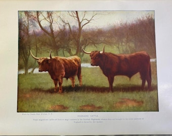 Highland Cattle 1917 Color Photo Print by Charles Reid, illustration, Scotland