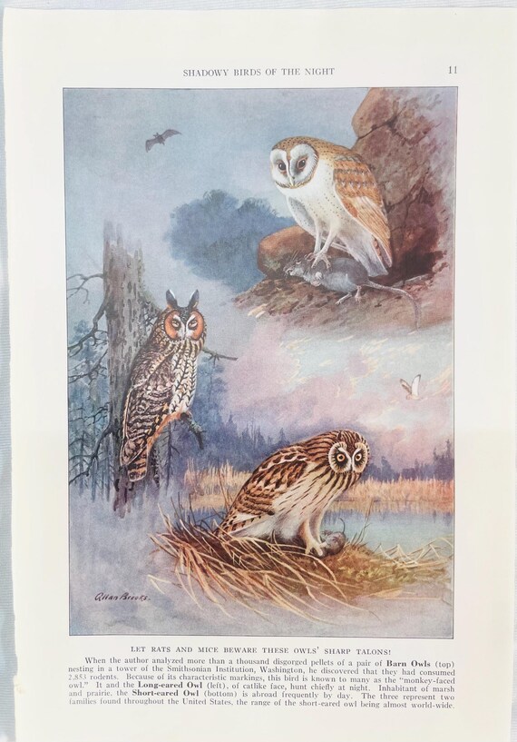 Barn Owl & Long and Short Eared Owl Allan Brooks 1937 Print Color