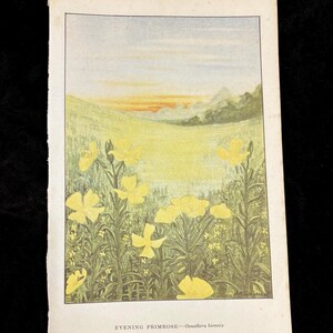 May include: A vintage botanical illustration of Evening Primrose (Oenothera biennis). The artwork depicts yellow flowers in a field with a sunset in the background. The text "Evening Primrose - Oenothera biennis" is at the bottom.