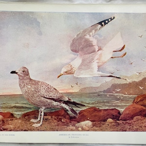 American Herring Gull Neltje Blanchan 1904 Art print color illustration Bird