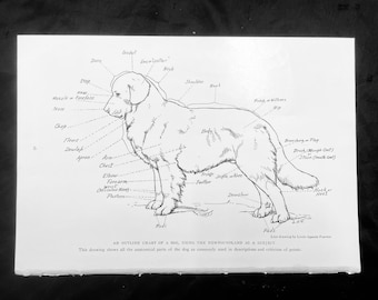 Chart of the Anatomy Dog Print Louis Agassiz Fuertes 1919 Antique Illustration  Newfoundland