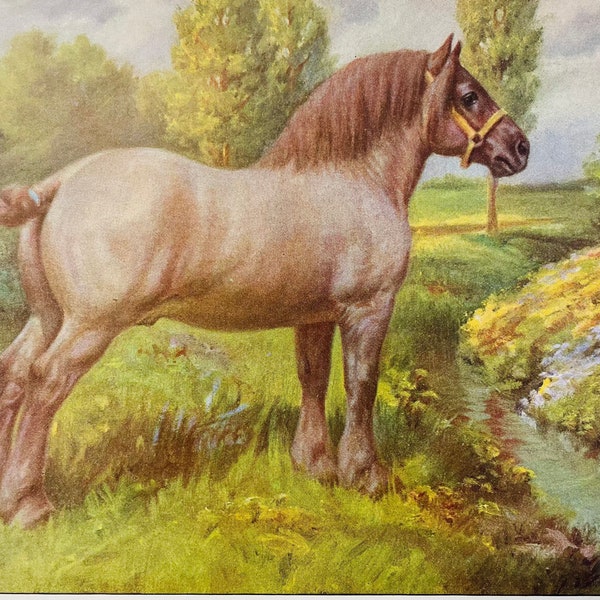 BELGIAN Horse by Edward Miner 1923 Antique Illustration Art Print