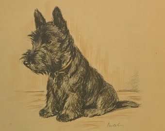 Scottish Terrier Black Dog Drawing by Lucy Dawson Art Print 1930&#39;s Litho &quot;Timothy&quot;