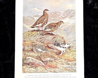 May include: A vintage illustration from "The Book of Birds" showing ptarmigans in a mountainous setting. The birds are depicted with brown and white feathers, some with red markings. The artwork provides a detailed view of the birds' natural environment.