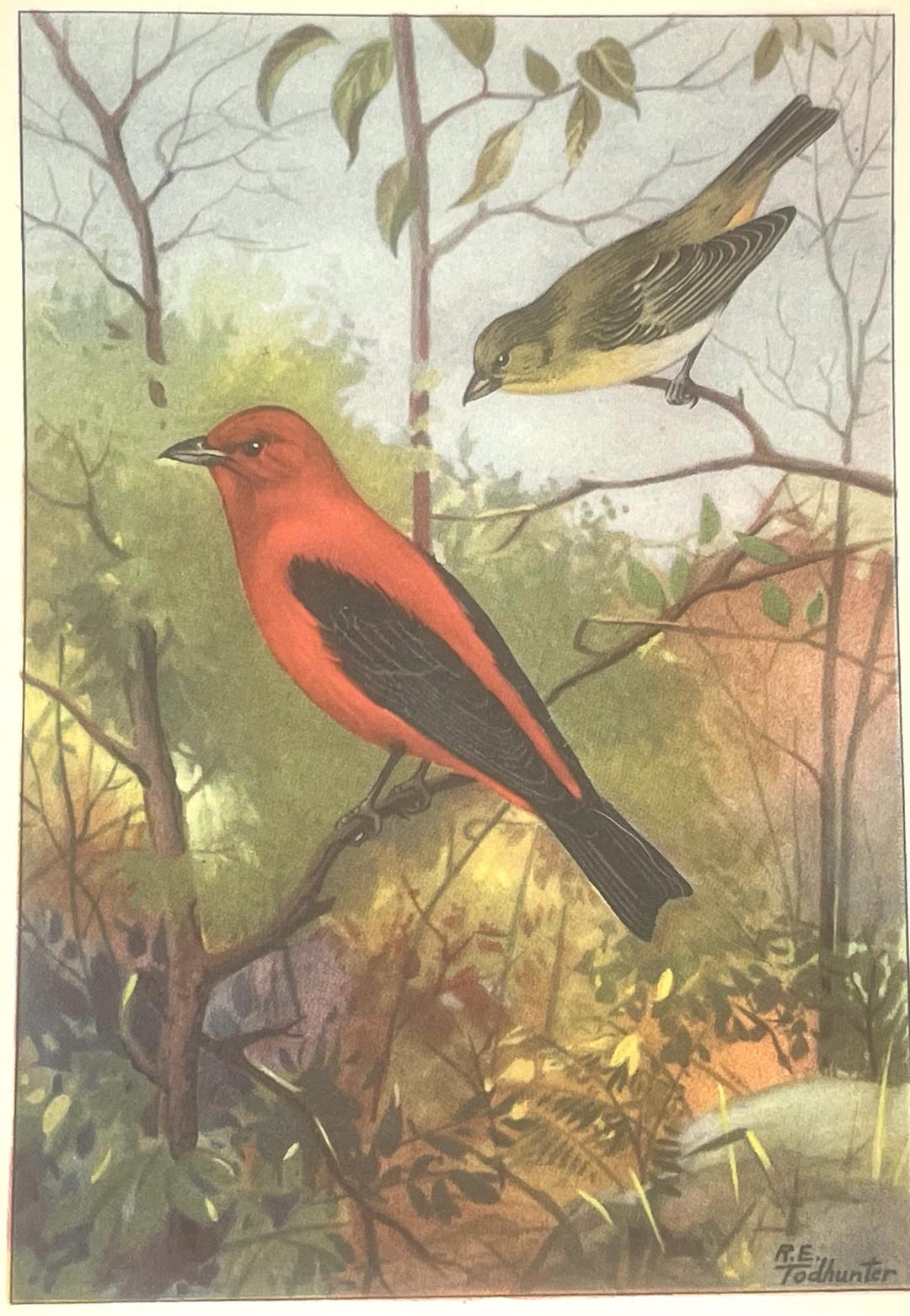 Scarlet Tanager Bird 1926 Vintage R.E. TODHUNTER Birds Art Print Plate ...