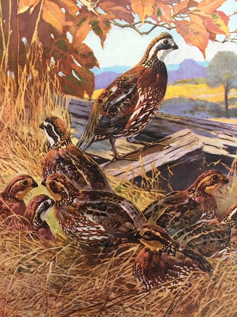 Lynn Bogue Hunt Bob-white Quail 1941 Art Print Lithograph | Etsy