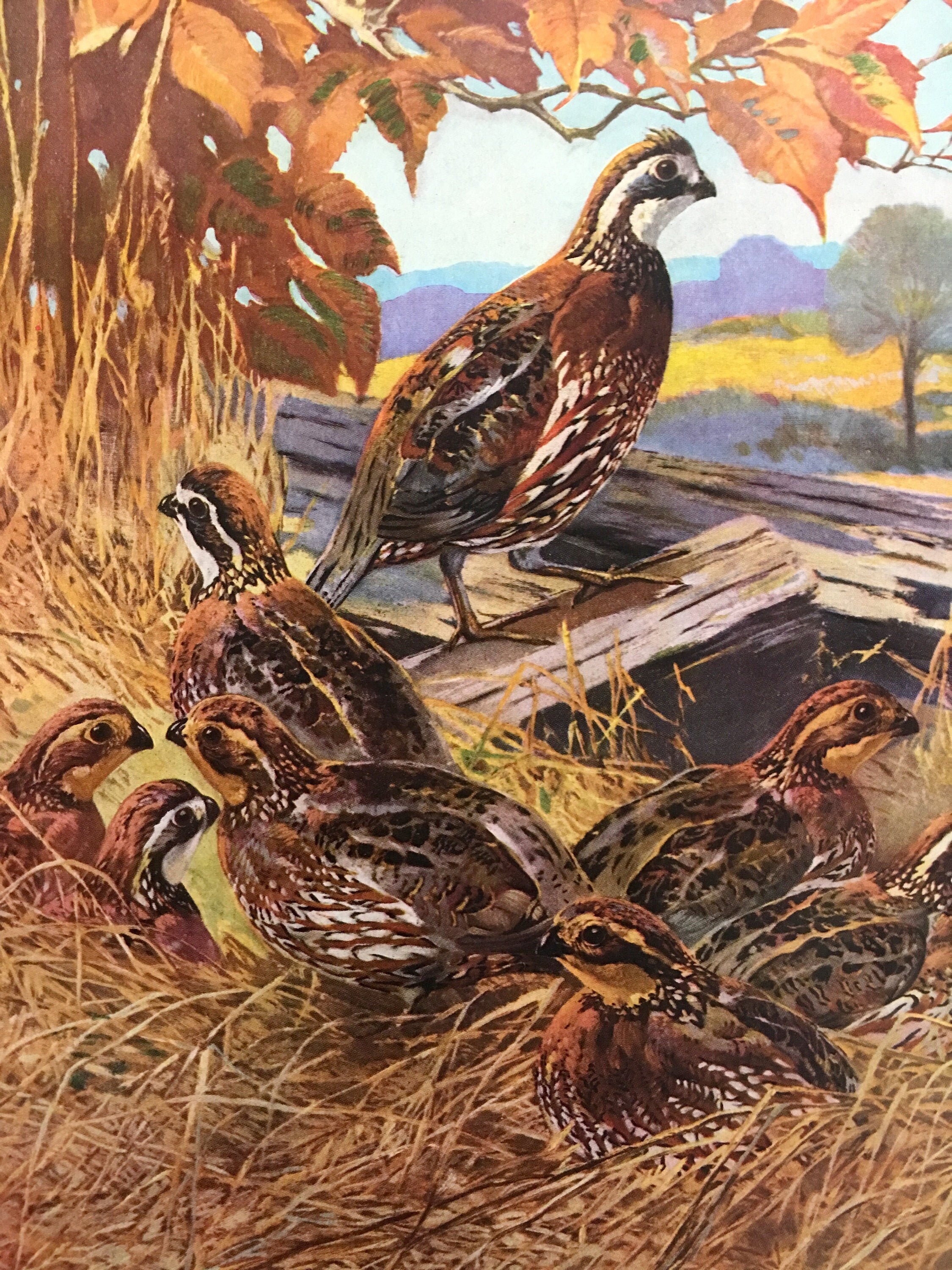 Lynn Bogue Hunt Bob-white Quail 1941 Art Print Lithograph | Etsy