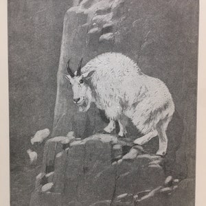 Rocky Mountain Goat 1910 Black White Print Orders of Mammals Antique Art Rungius